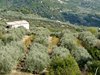 Olive trees above the town