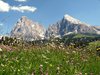 Flowers and mountain view from the Alpe di Siusi 