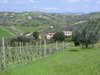 Vineyards and olives between Poggio della Vollara to Montecchio