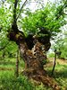 An ancient cork oak alongside a walking track near Galaroza