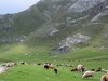 Mountain pastures in the Picos de Europa National Park
